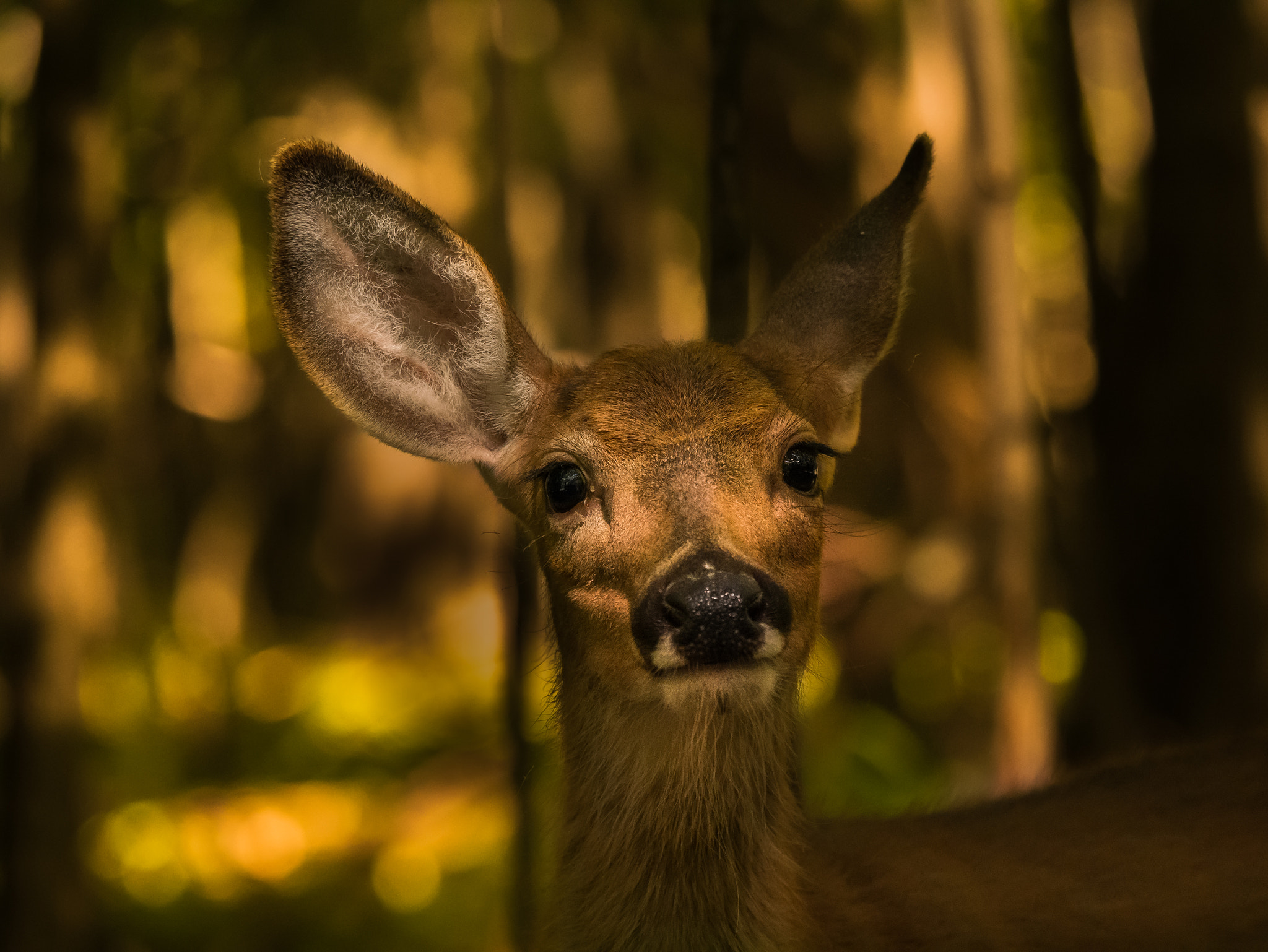 Panasonic Lumix DMC-G7 sample photo. Beautiful deer portrait photography