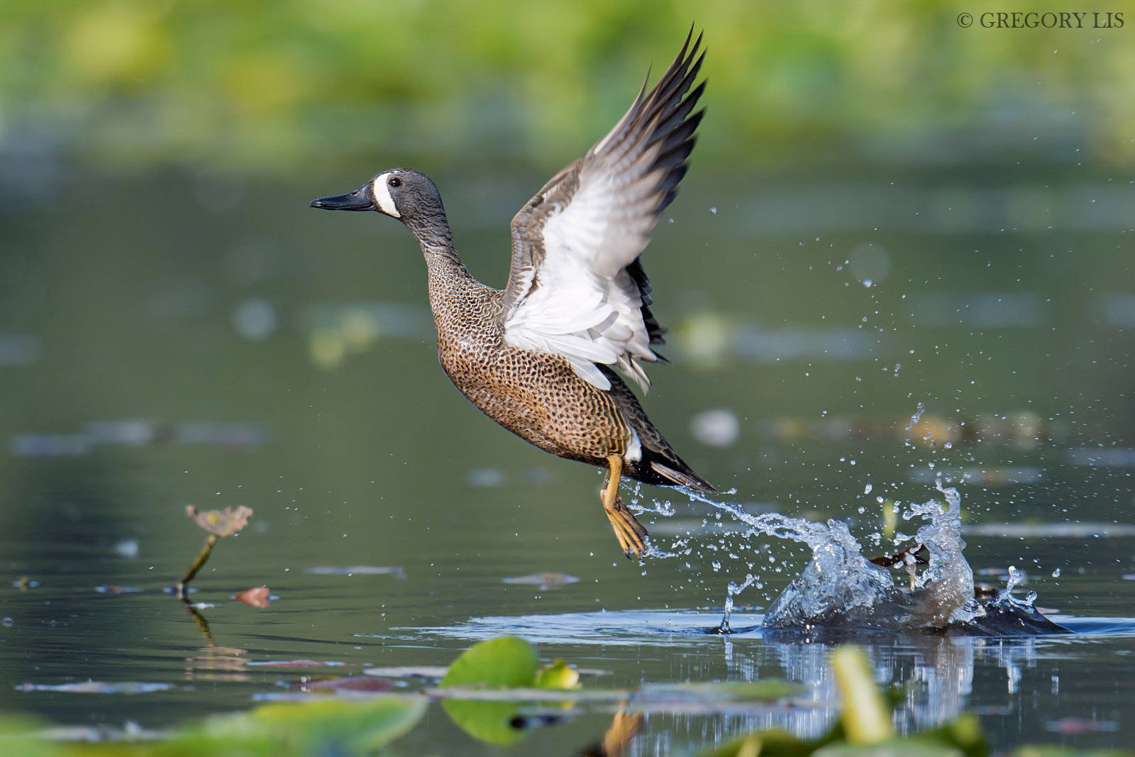 Nikon D7200 + Nikon AF-S Nikkor 500mm F4G ED VR sample photo. Blue-winged teal photography