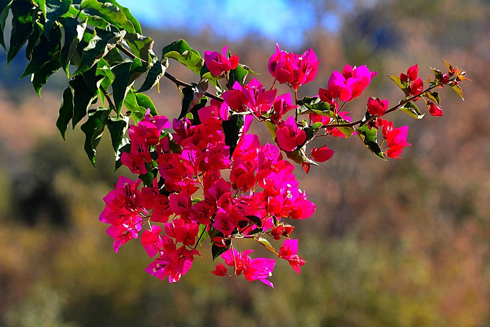 Sigma 70-300mm F4-5.6 APO Macro Super II sample photo. Bon week end ! photography