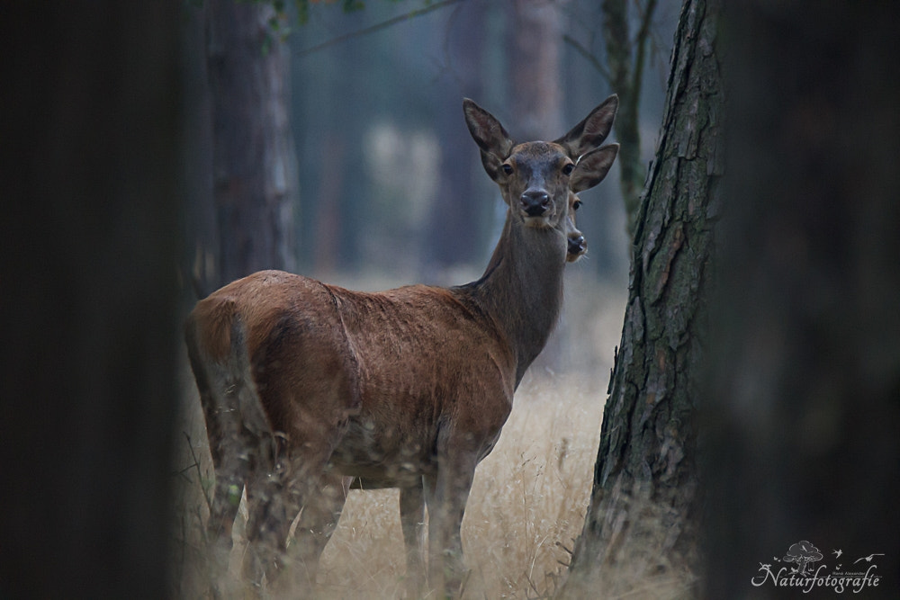 Tamron SP 150-600mm F5-6.3 Di VC USD sample photo. Mg photography