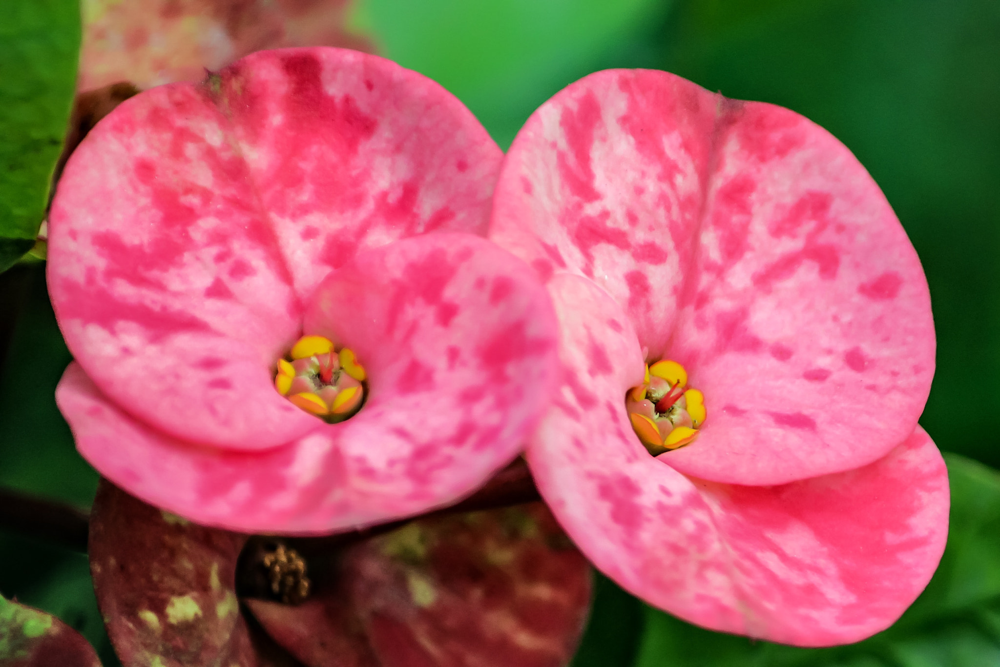 Canon EF-S 55-250mm F4-5.6 IS II sample photo. Wild beauty photography