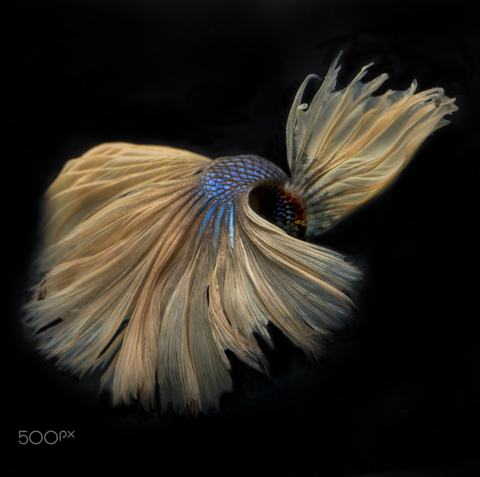 Nikon D750 sample photo. The movements of siamese fighting fish photography