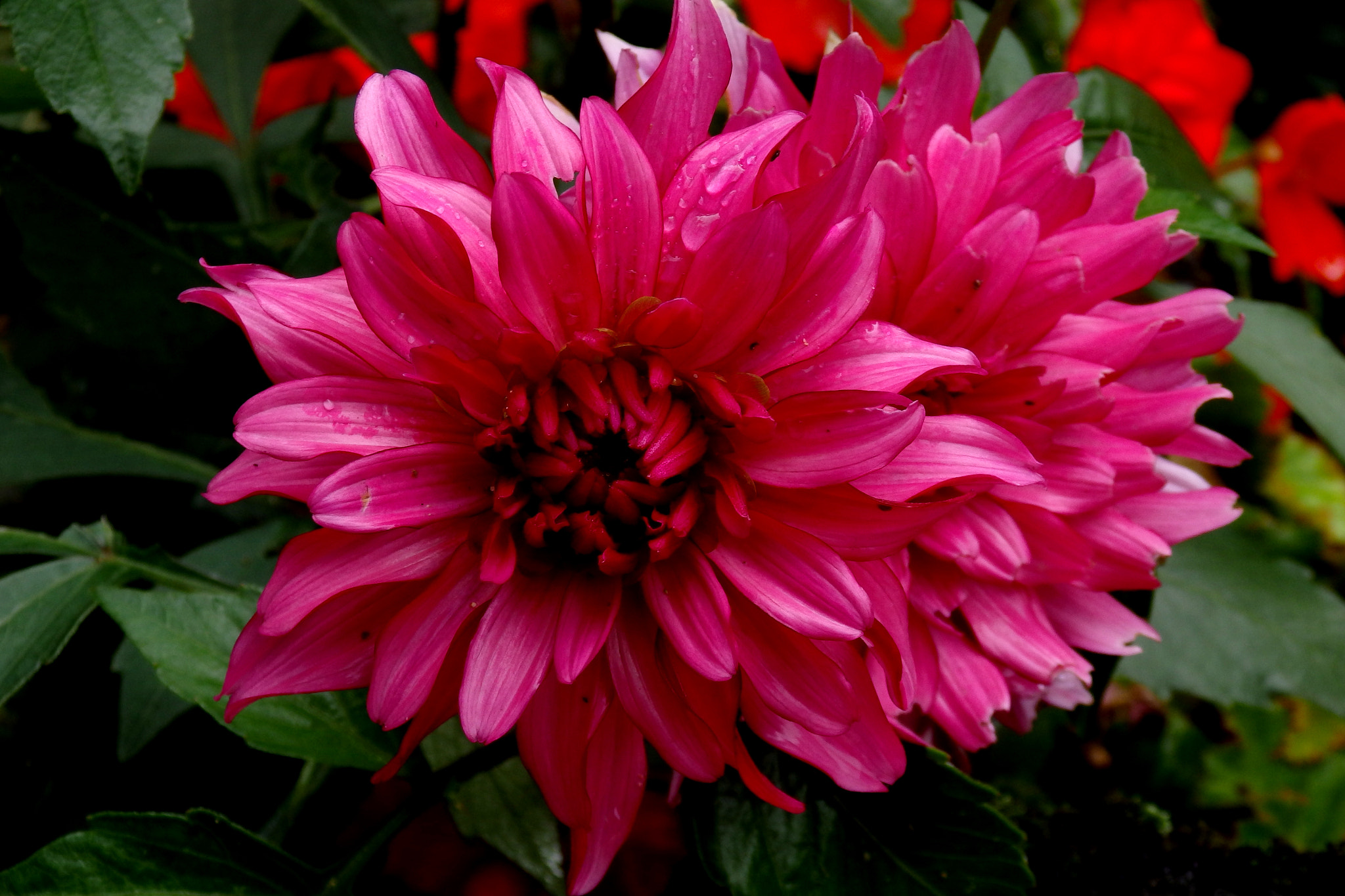 Olympus SZ-17 sample photo. Dahlia photography