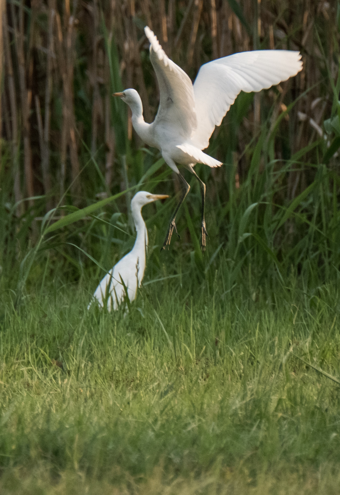 Fujifilm X-Pro2 + XF100-400mmF4.5-5.6 R LM OIS WR + 1.4x sample photo