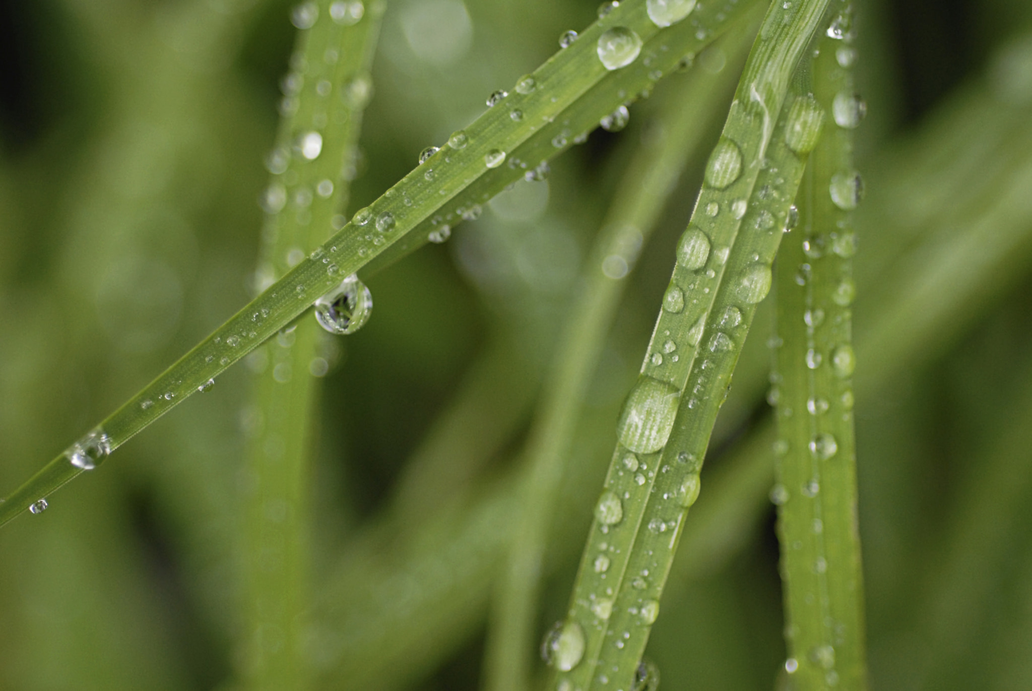 Nikon D200 + AF Micro-Nikkor 60mm f/2.8 sample photo. Grass geometry photography