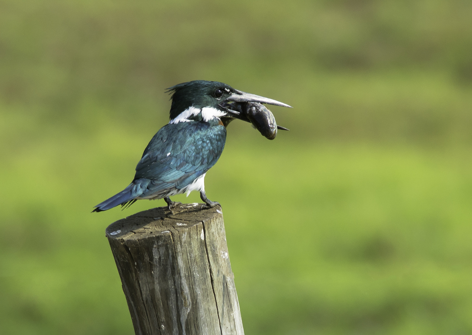 Nikon D600 + Nikon AF-S Nikkor 300mm F4D ED-IF sample photo. Martim photography