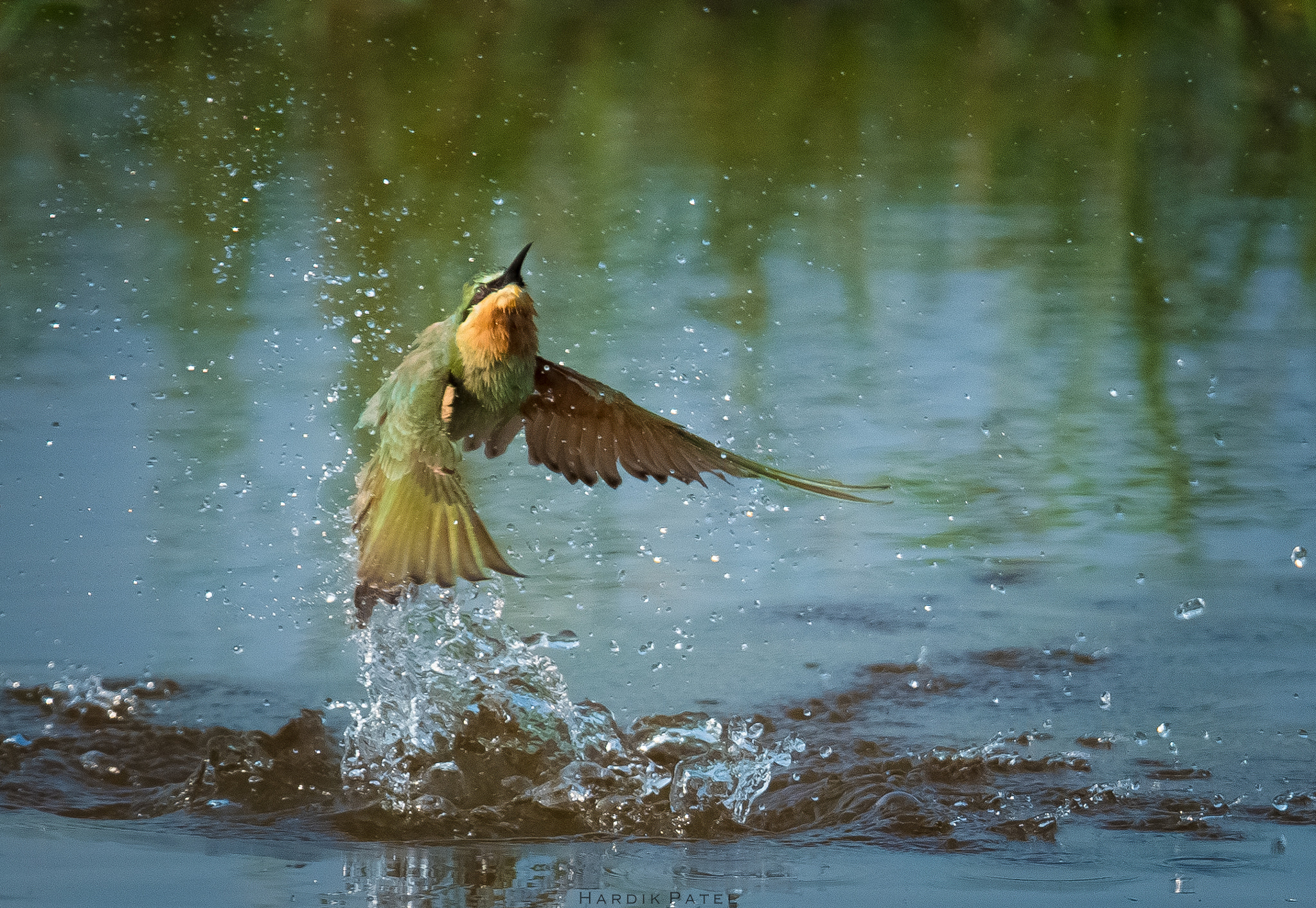 Nikon D5 sample photo. Blue tailed bee eater photography