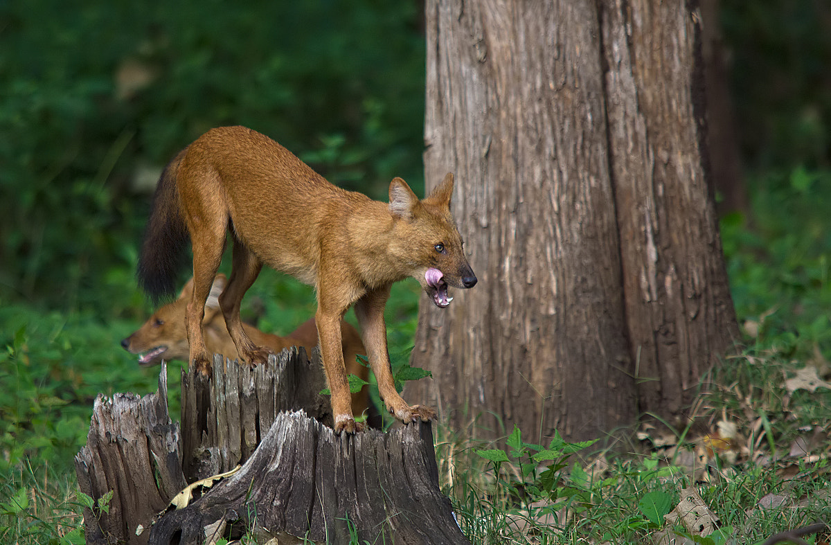 Sigma 150-500mm F5-6.3 DG OS HSM sample photo. Dhole photography