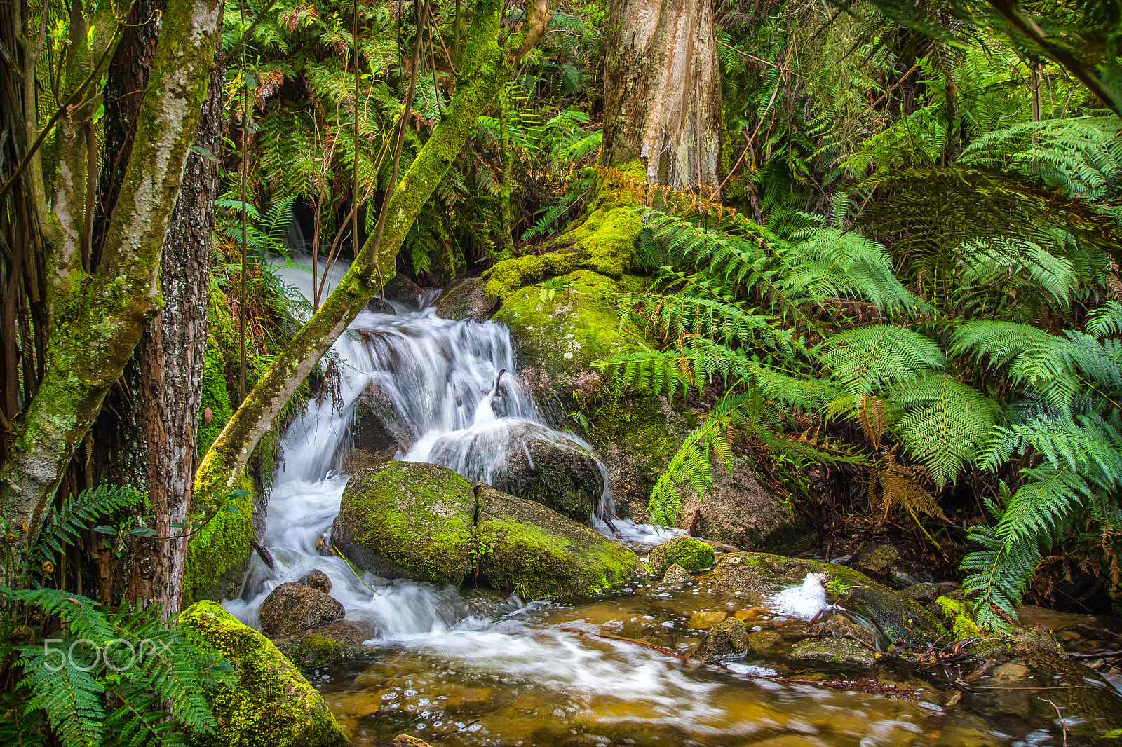 Olympus OM-D E-M5 + OLYMPUS M.9-18mm F4.0-5.6 sample photo. Ferntree falls photography