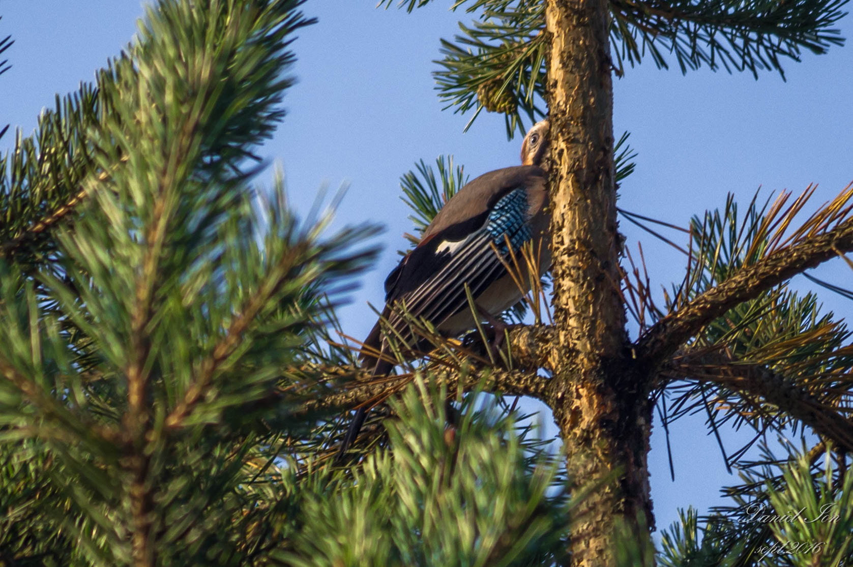 Pentax K-x + smc PENTAX-FA 70-200mm F4-5.6 sample photo. Garrulus glandarius photography