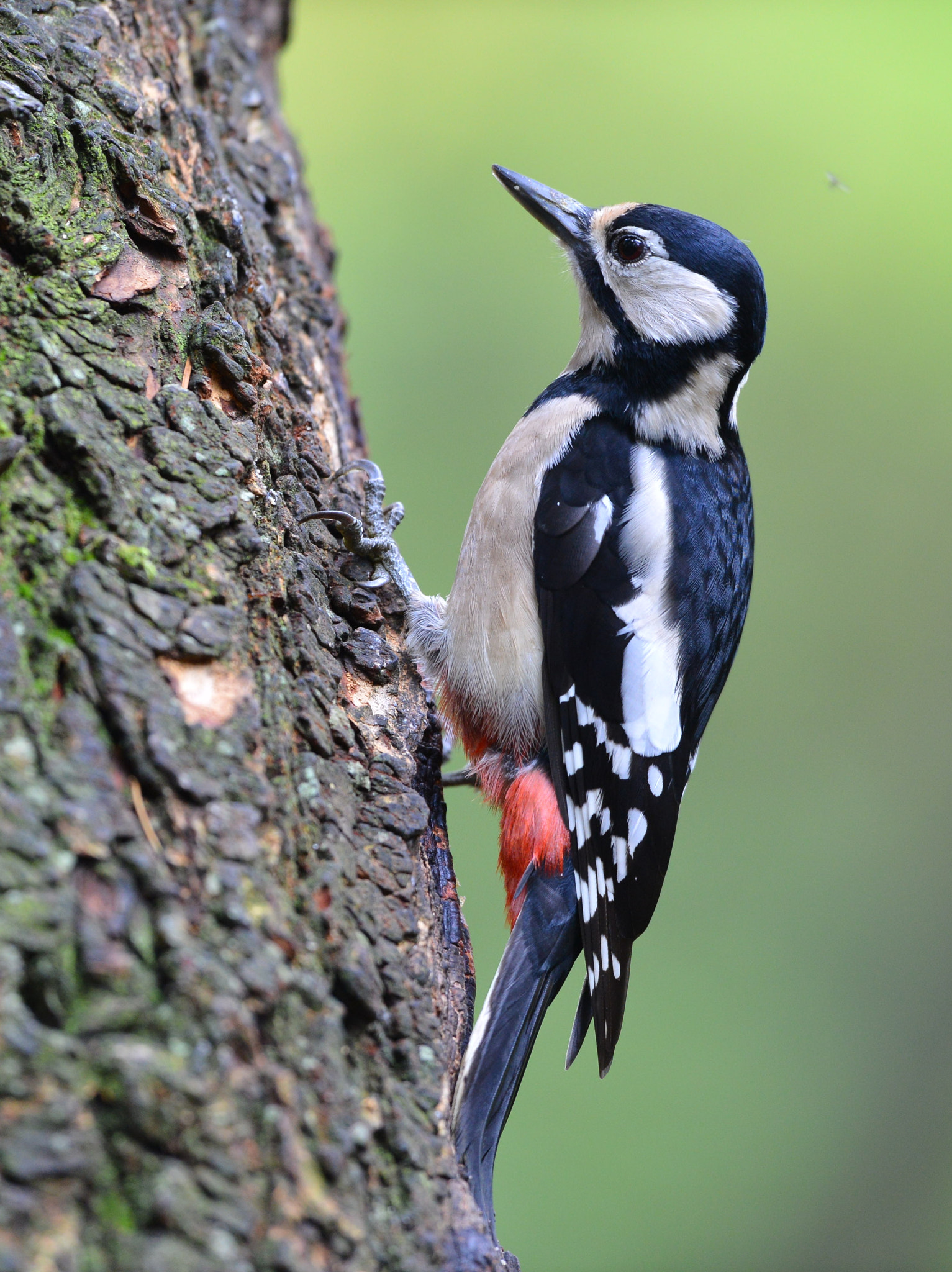 Nikon D600 sample photo. Grote bonte specht photography