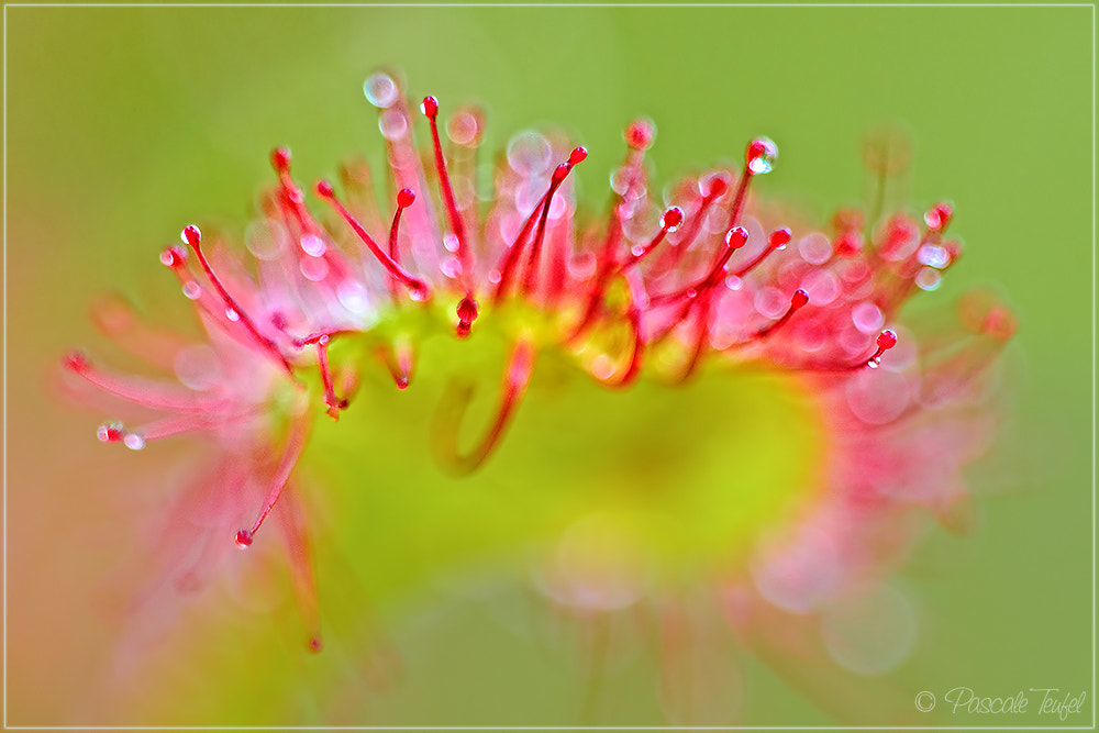 Nikon D5000 + Sigma 150mm F2.8 EX DG Macro HSM sample photo. Drosera abstract photography