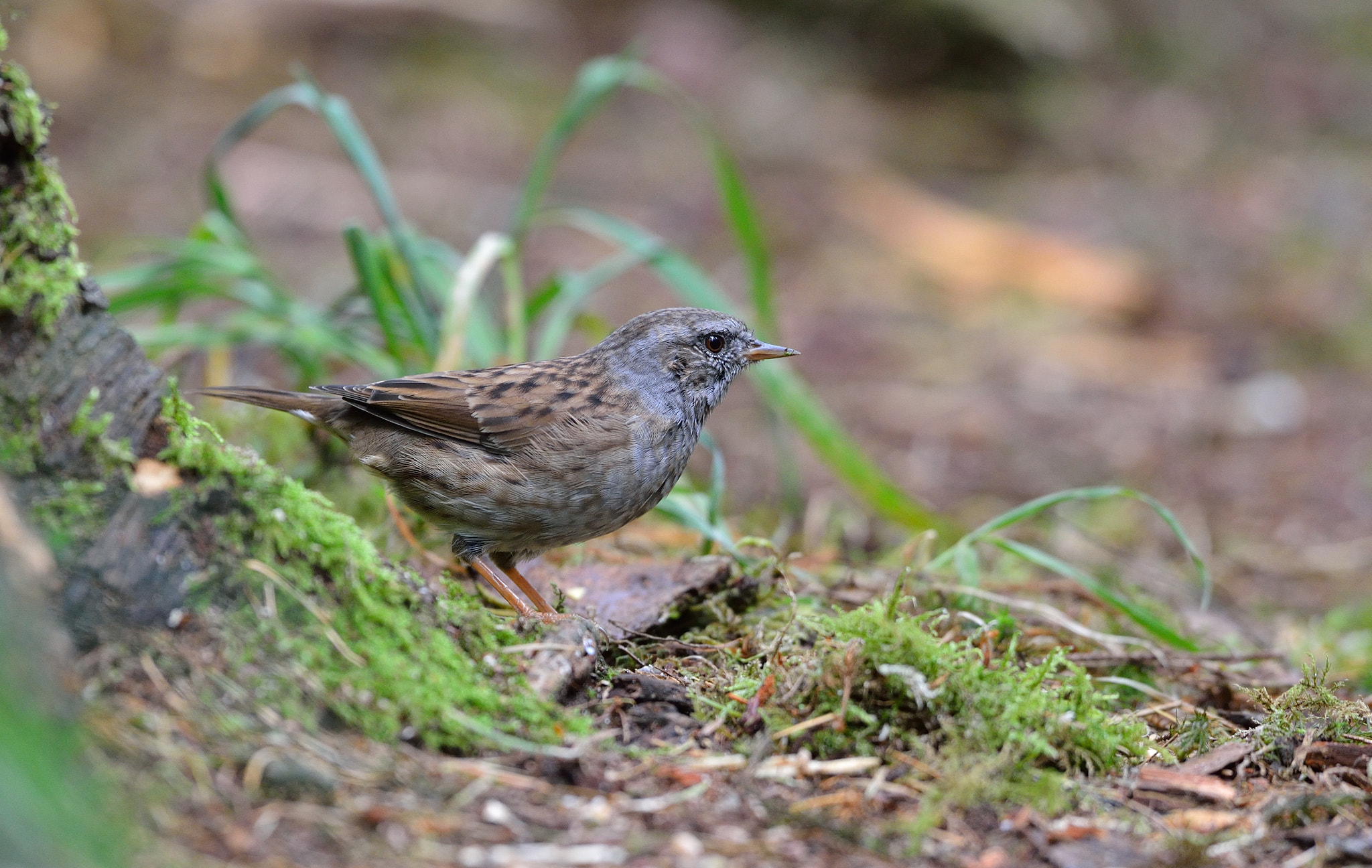 Nikon D600 + Nikon AF-S Nikkor 500mm F4G ED VR sample photo. Heggenmus photography