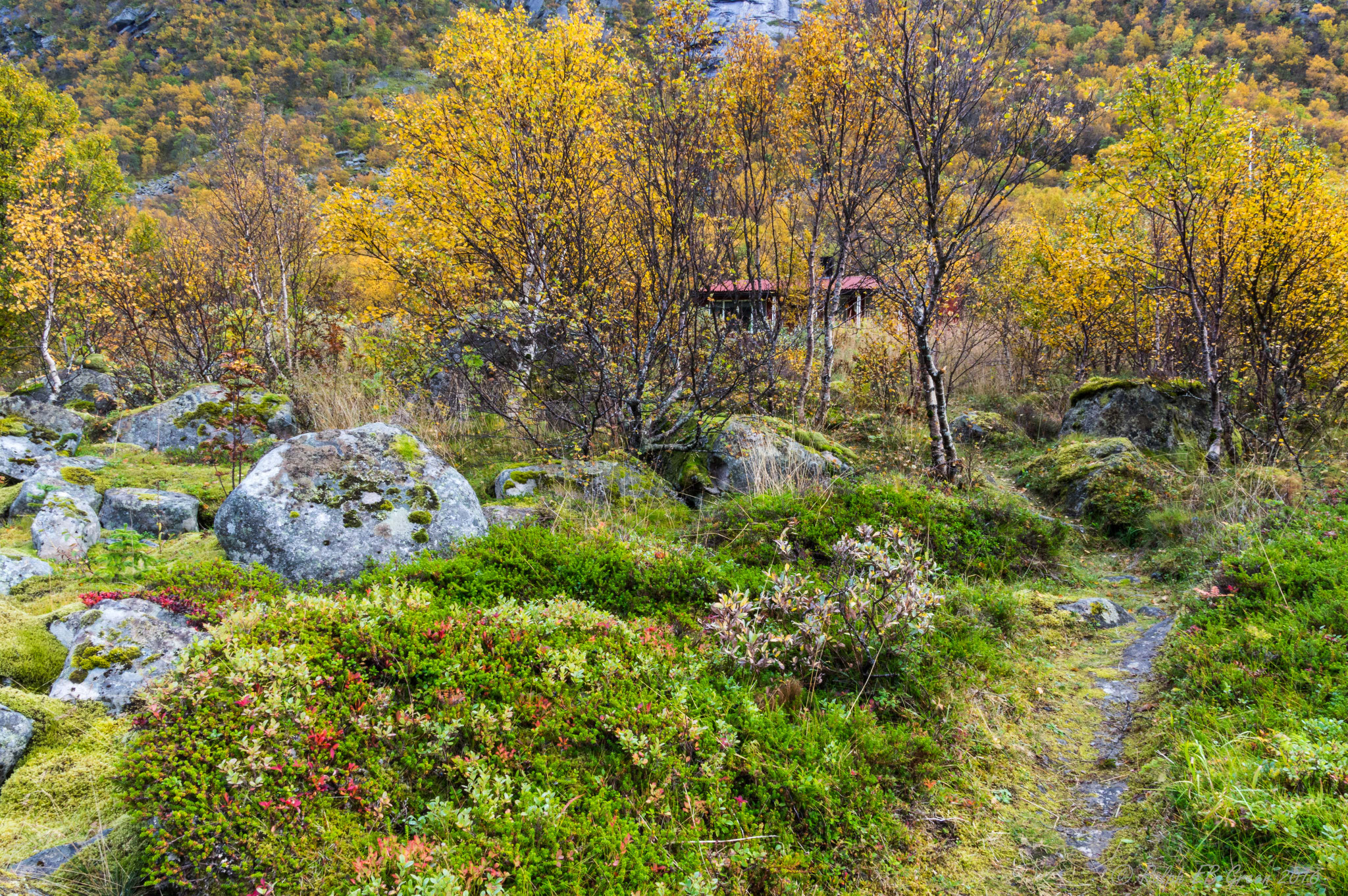 Sigma 17-50mm F2.8 EX DC HSM sample photo. The colours of autumn on lofoten photography
