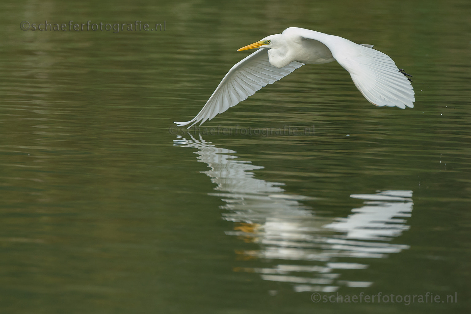 Canon EF 500mm F4L IS USM sample photo. The great egret (ardea alba) in flight photography