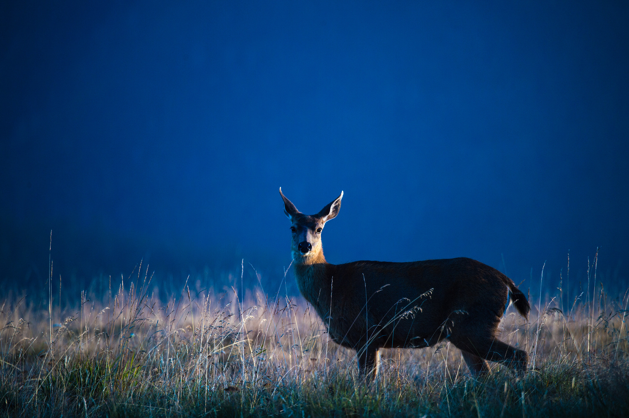 Nikon D4S sample photo. Elk photography