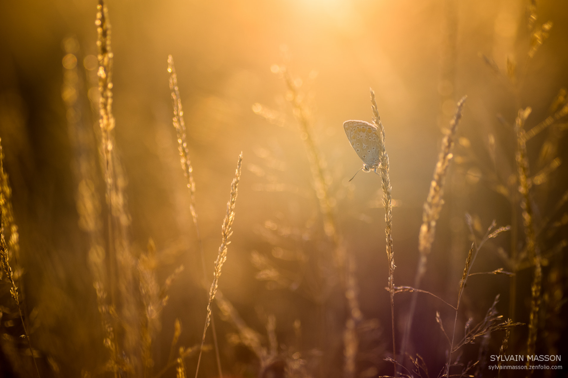 Pentax K-3 + Tamron SP AF 90mm F2.8 Di Macro sample photo. Dernières chaleurs photography