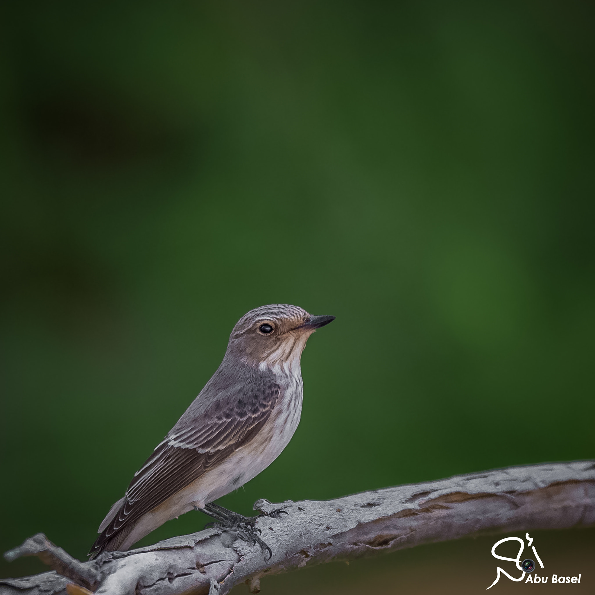 Sigma 150-600mm F5-6.3 DG OS HSM | S sample photo