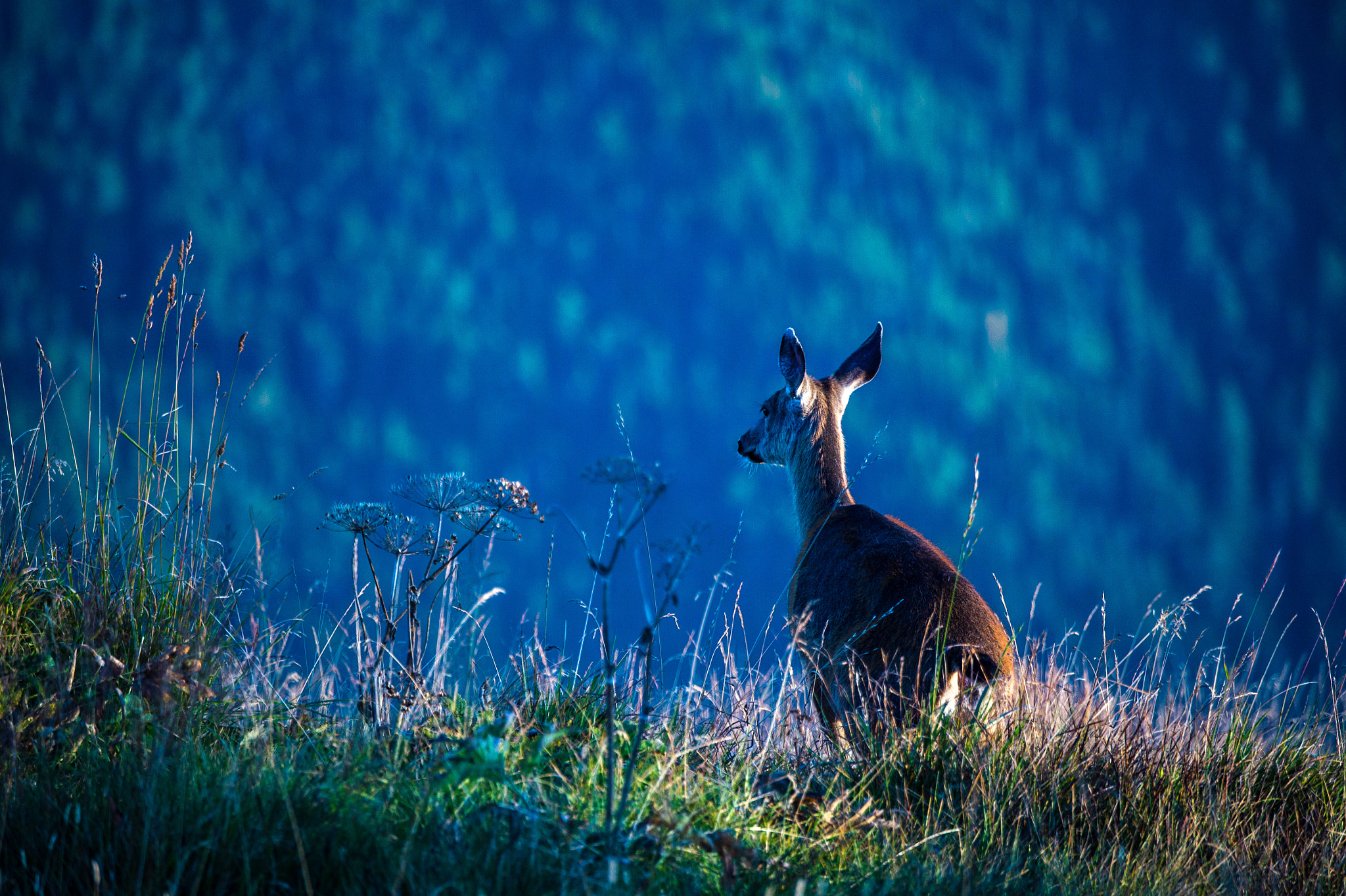 Nikon D4S sample photo. Elk photography