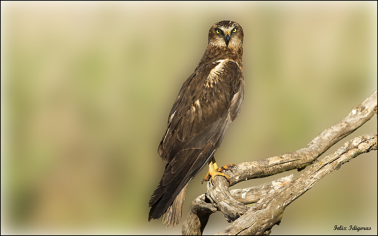 Canon EF 300mm F2.8L IS II USM sample photo. Mirada penetrante photography