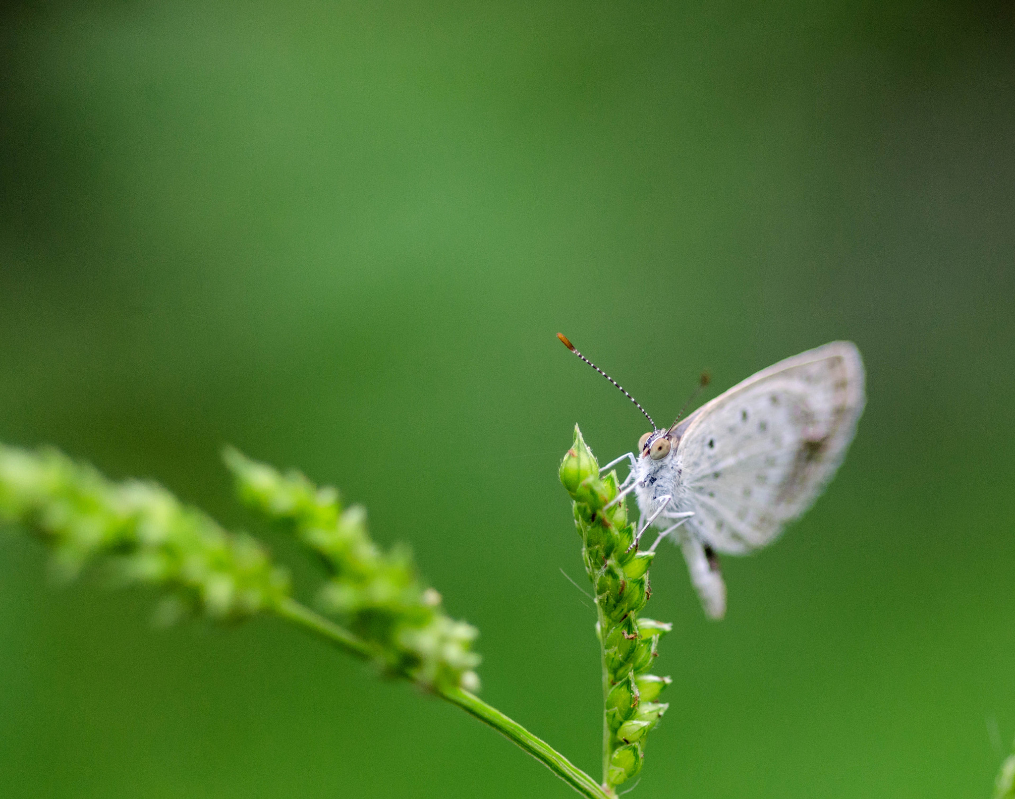 Nikon D7000 + AF Micro-Nikkor 60mm f/2.8 sample photo