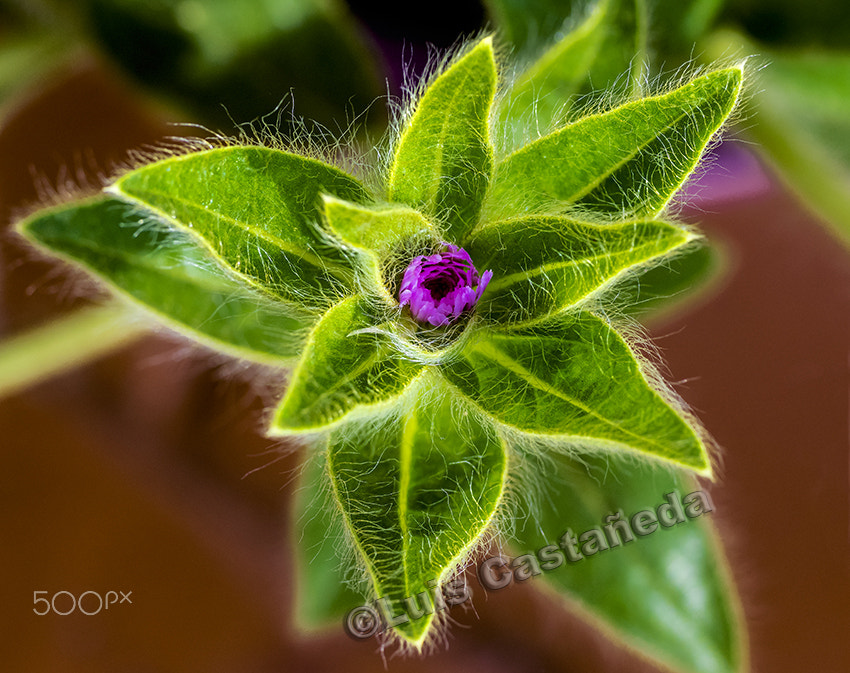 Pentax K-3 sample photo. Flower bud. photography