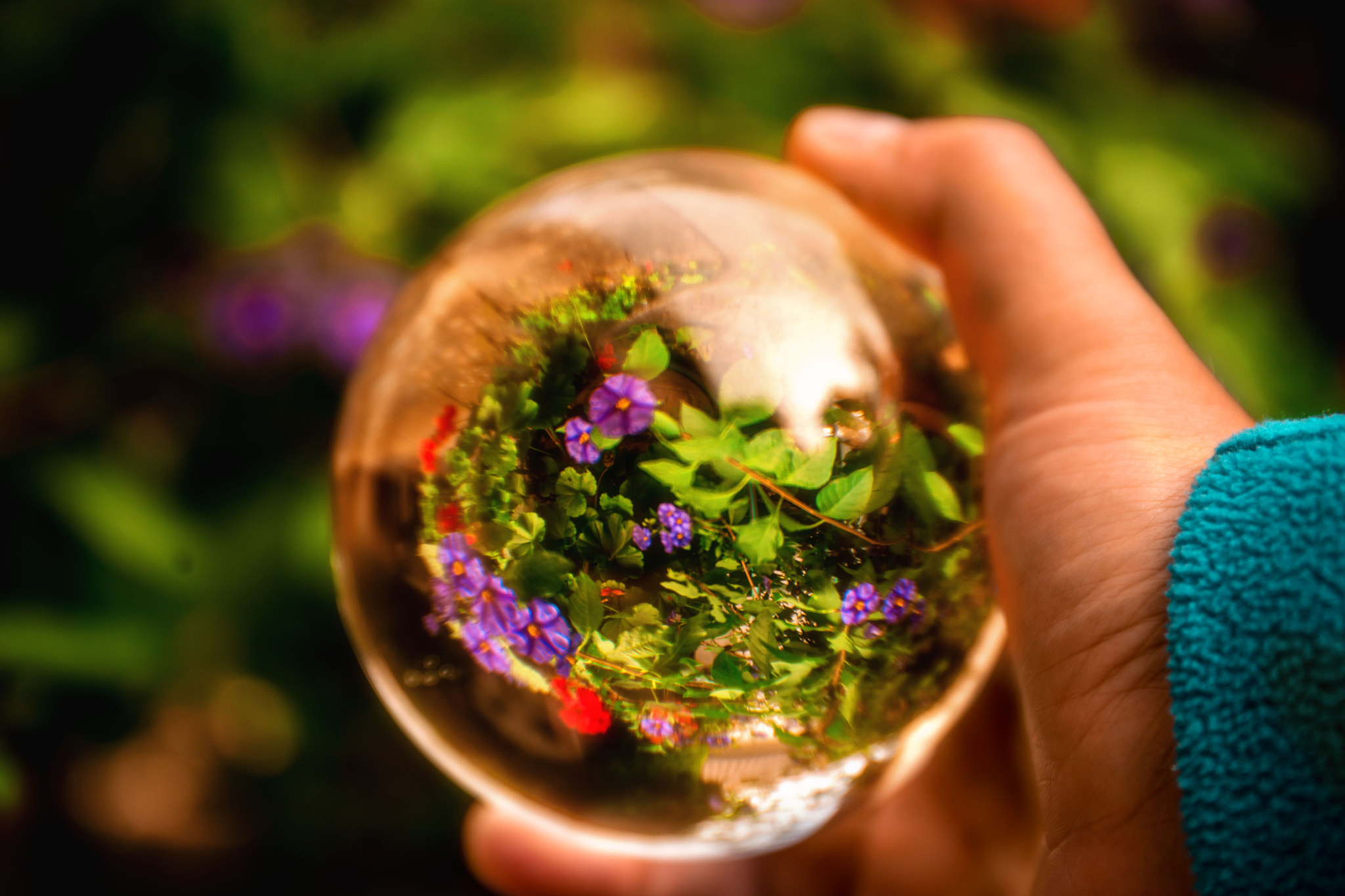 Sony a7 II + Canon EF 24-70mm F4L IS USM sample photo. I see a garden in my crystal ball photography