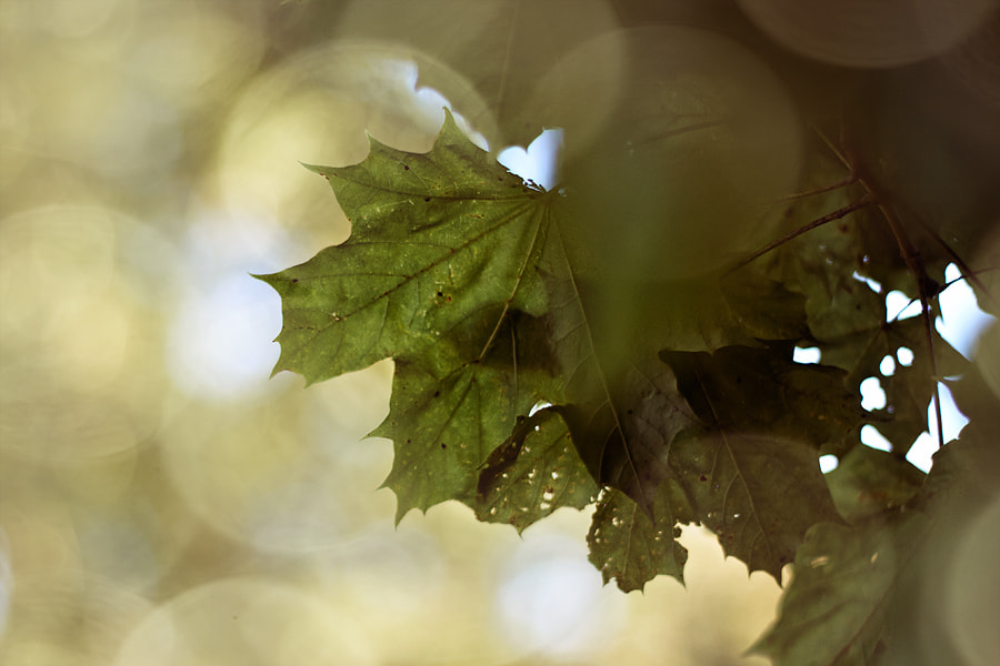 Canon EOS 50D + Canon EF 50mm F1.8 II sample photo. Leaf photography