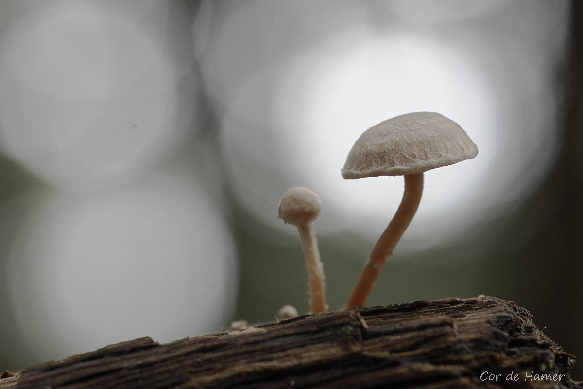 Sony SLT-A77 sample photo. Tiny mushroom in the spotlight photography