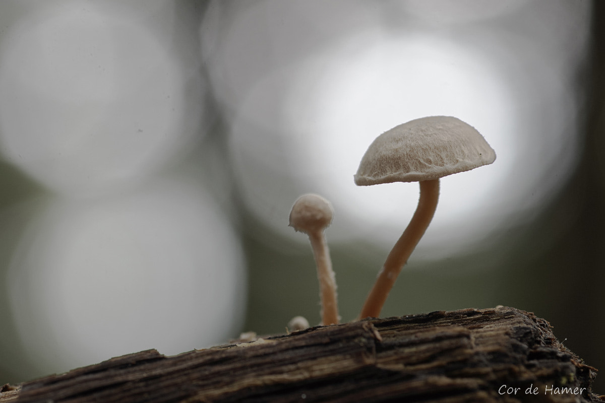 Sony SLT-A77 + Tamron SP AF 90mm F2.8 Di Macro sample photo. Tiny mushroom in the spotlight photography