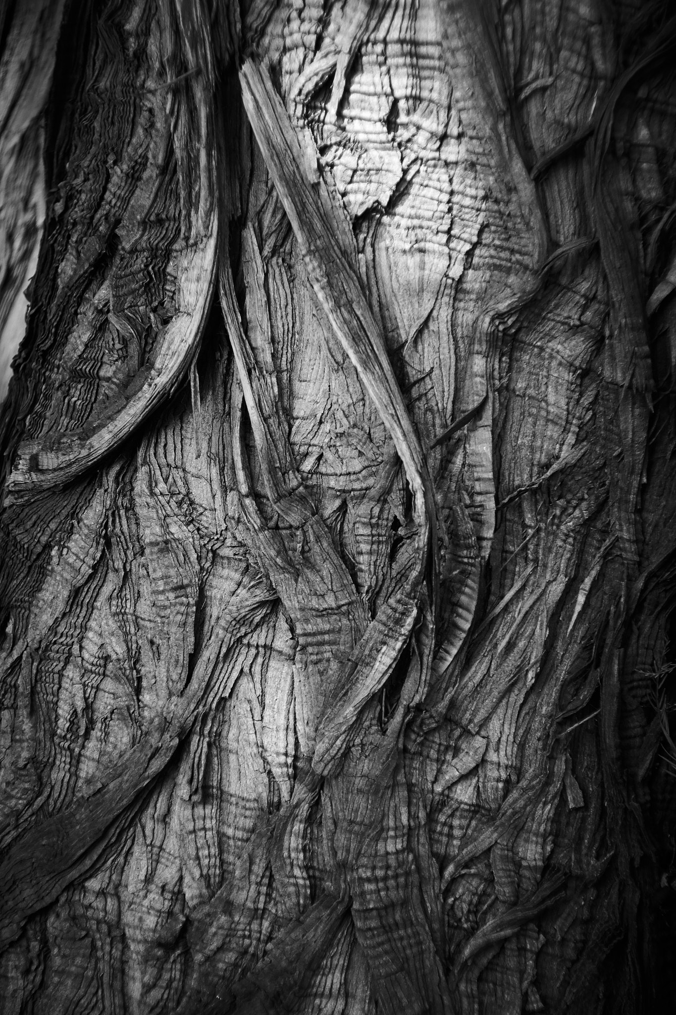 Sony DT 16-105mm F3.5-5.6 sample photo. Bark 3 photography