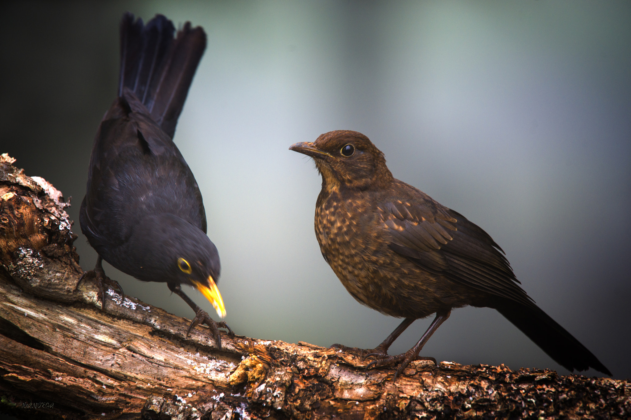 Sony Alpha DSLR-A850 + Minolta AF 300mm F2.8 HS-APO G sample photo. Mirlos photography