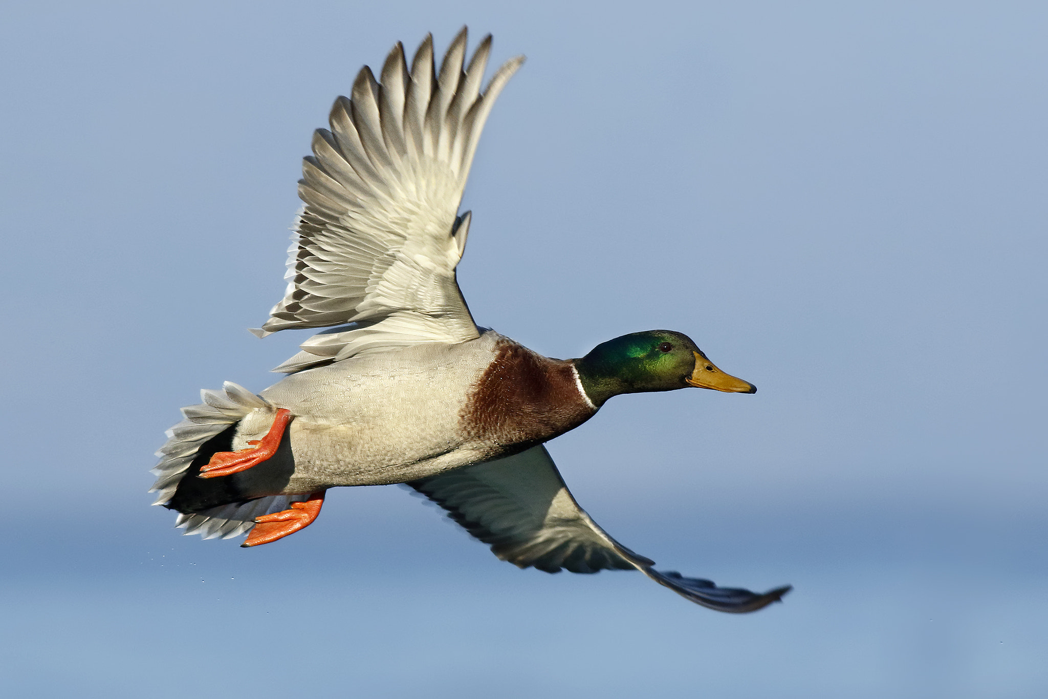 Canon EF 500mm f/4.5L sample photo. Mallard photography