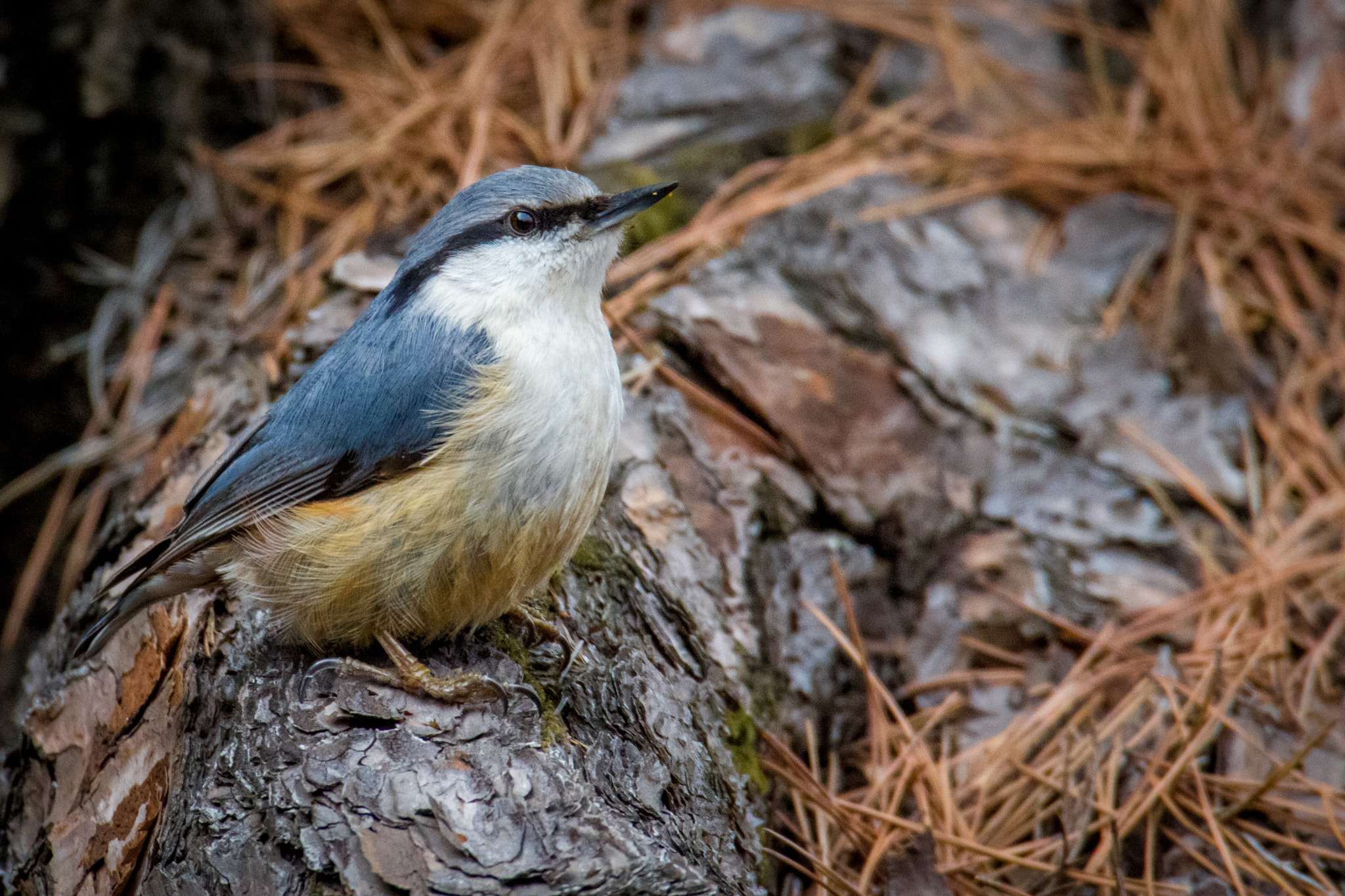 Canon EOS 550D (EOS Rebel T2i / EOS Kiss X4) sample photo. Nuthatch photography