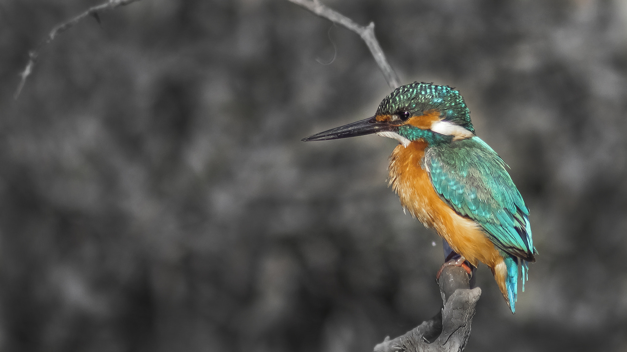 Canon EF 75-300mm f/4-5.6 USM sample photo. Kingfisher photography