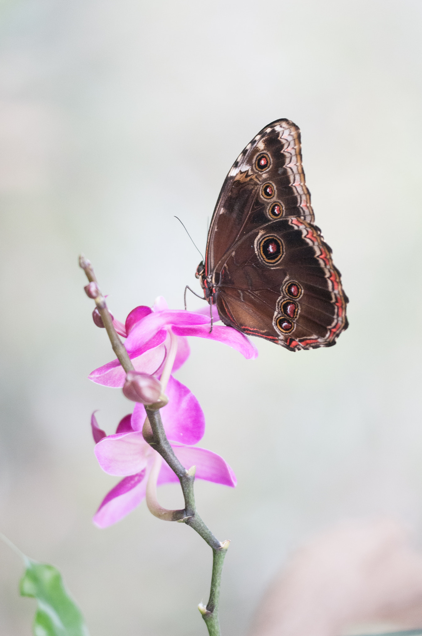 Sigma 150mm F2.8 EX DG OS Macro HSM sample photo. Morpho peleides photography