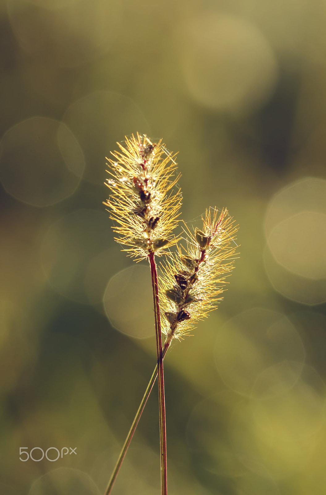 Canon EF 100mm F2.8 Macro USM sample photo