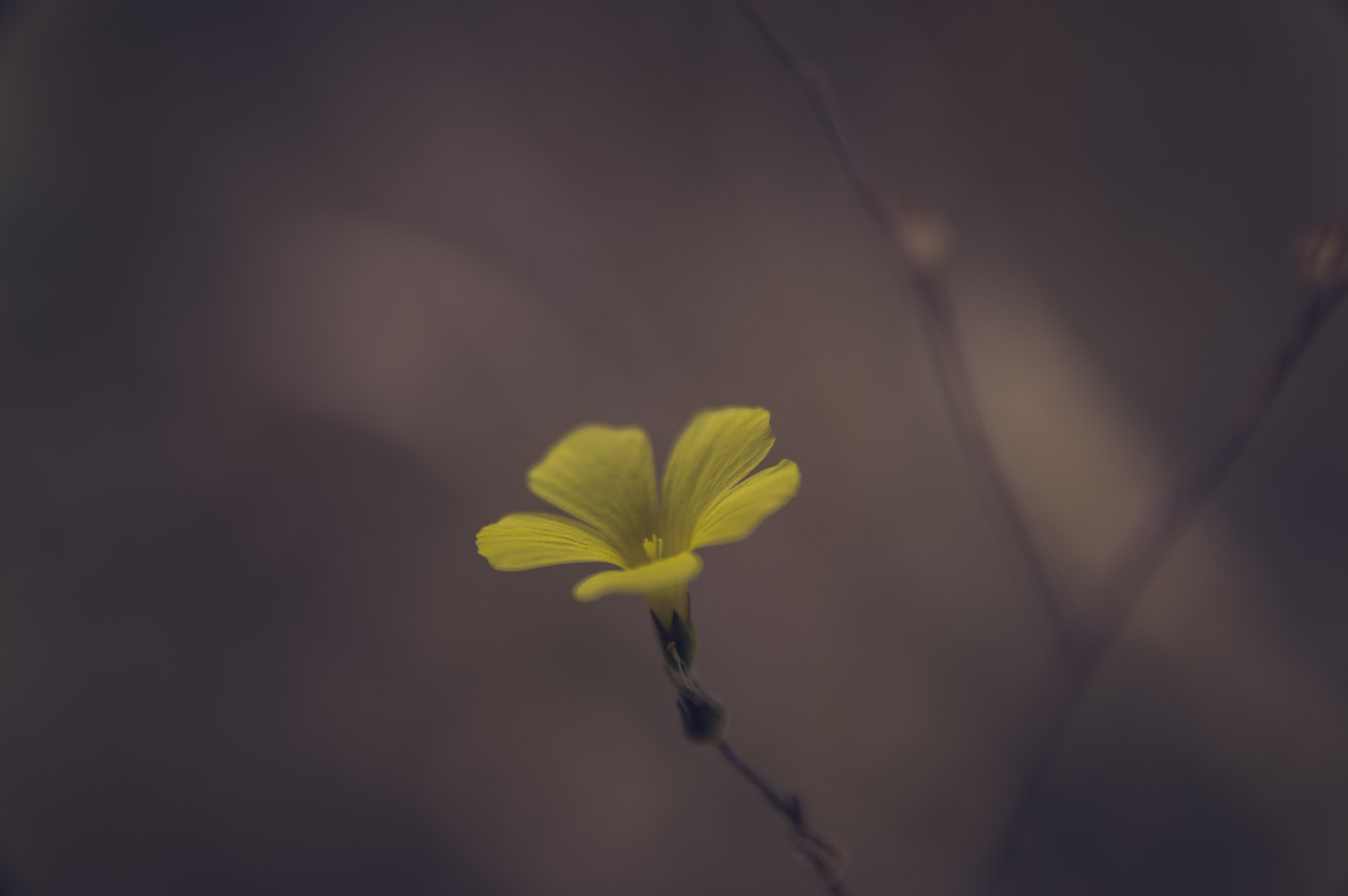 Sigma 17-70mm F2.8-4 DC Macro HSM | C sample photo. Only one photography