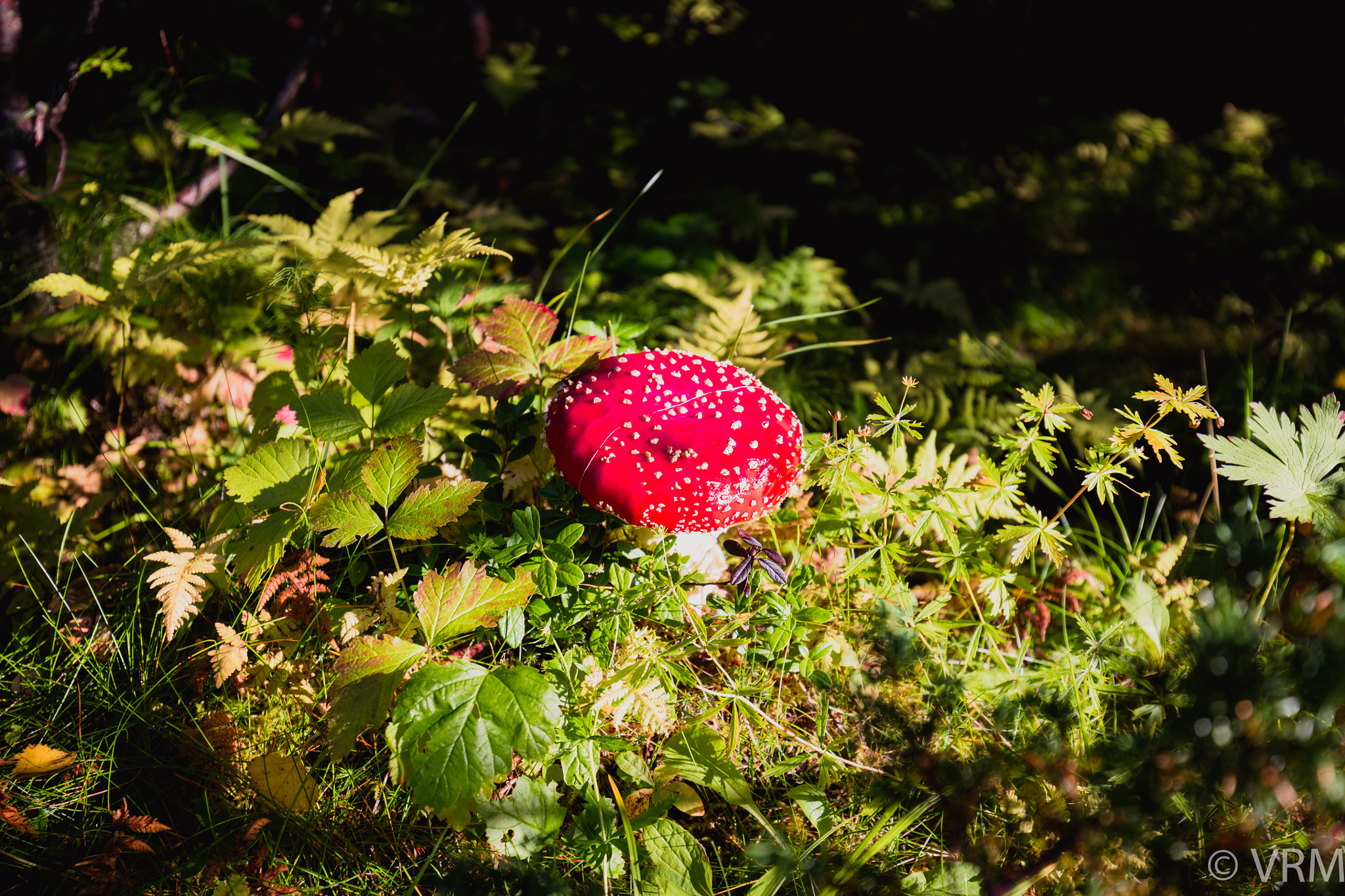 Canon EOS 5DS + Canon EF 16-35mm F4L IS USM sample photo. Amanita muscaria photography