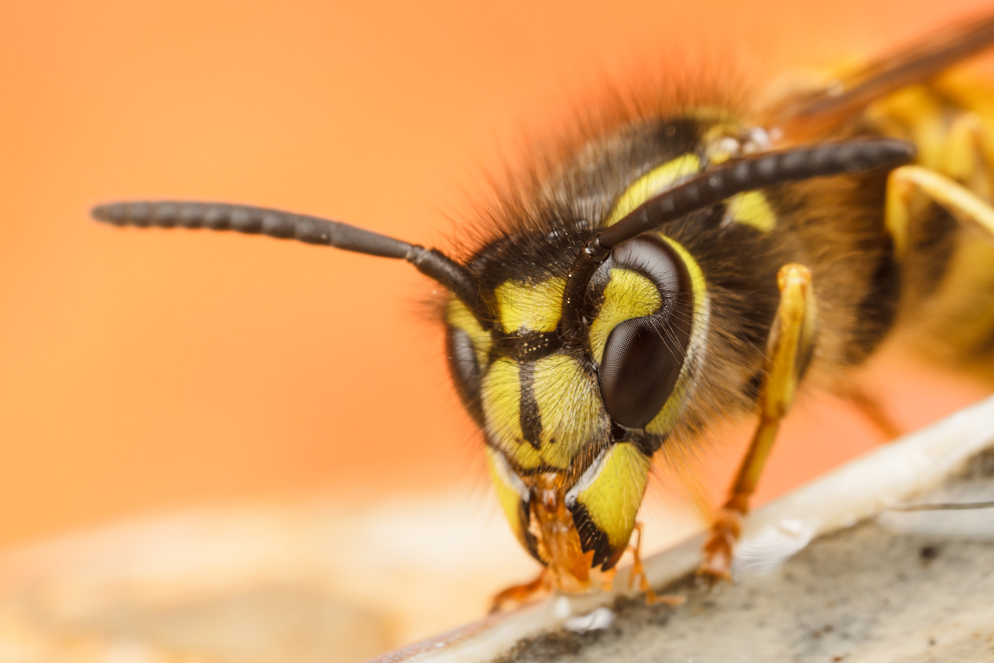 Canon EOS 5D Mark II + Canon MP-E 65mm F2.5 1-5x Macro Photo sample photo. Jasper photography