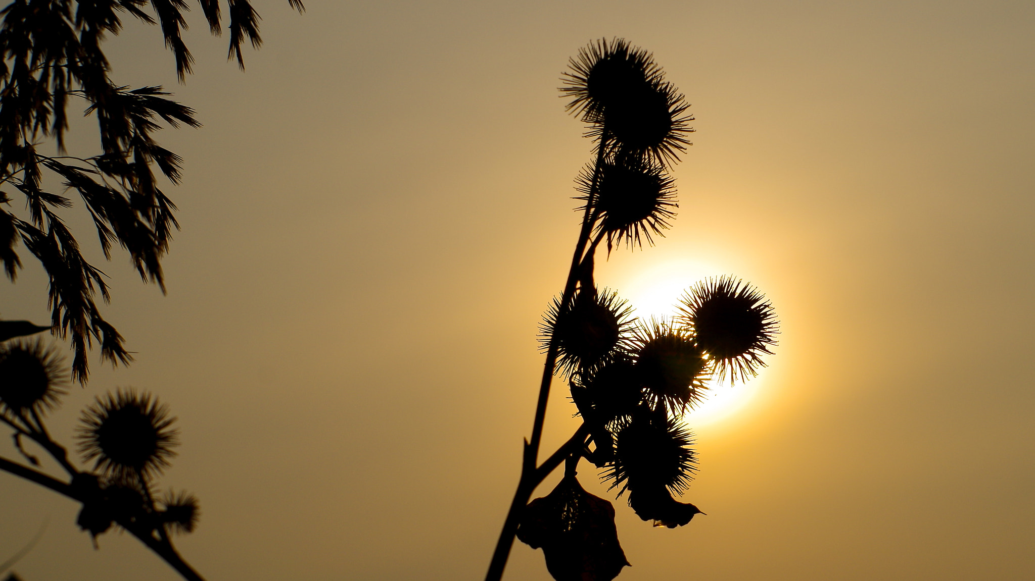 Pentax K-30 + A Series Lens sample photo. Thistle ii. photography