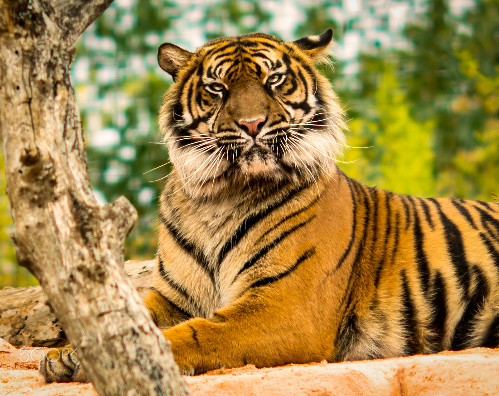 Nikon D800 + AF DC-Nikkor 135mm f/2D sample photo. Puzzled tiger photography