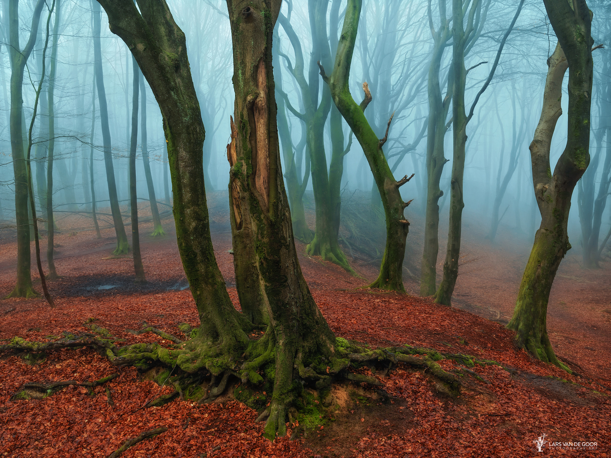 Hasselblad H5D-50c + HC 50-110 sample photo. A misty invitation photography