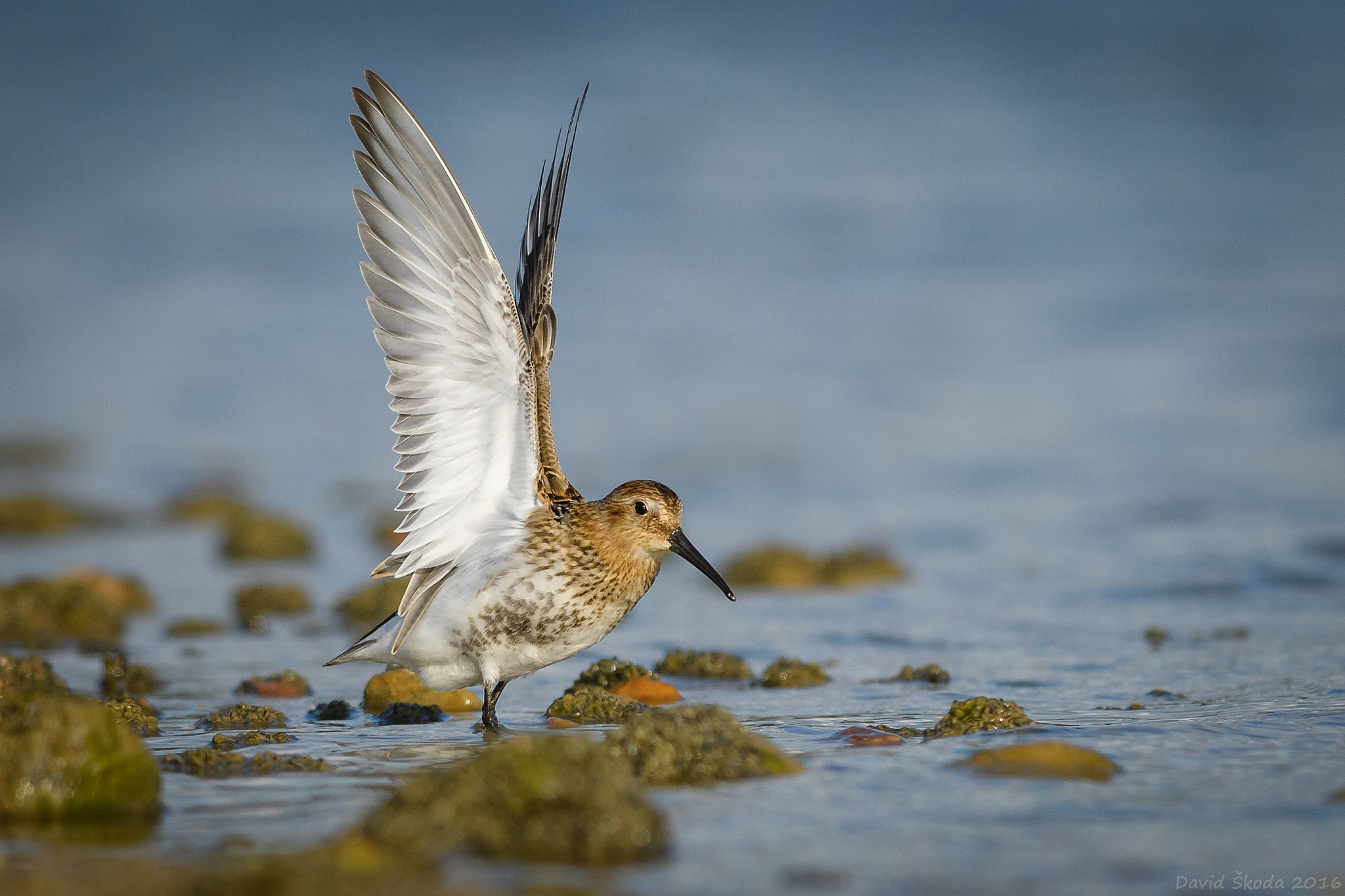 Nikon D500 + Nikon AF-S Nikkor 300mm F4D ED-IF sample photo. Dunlin photography