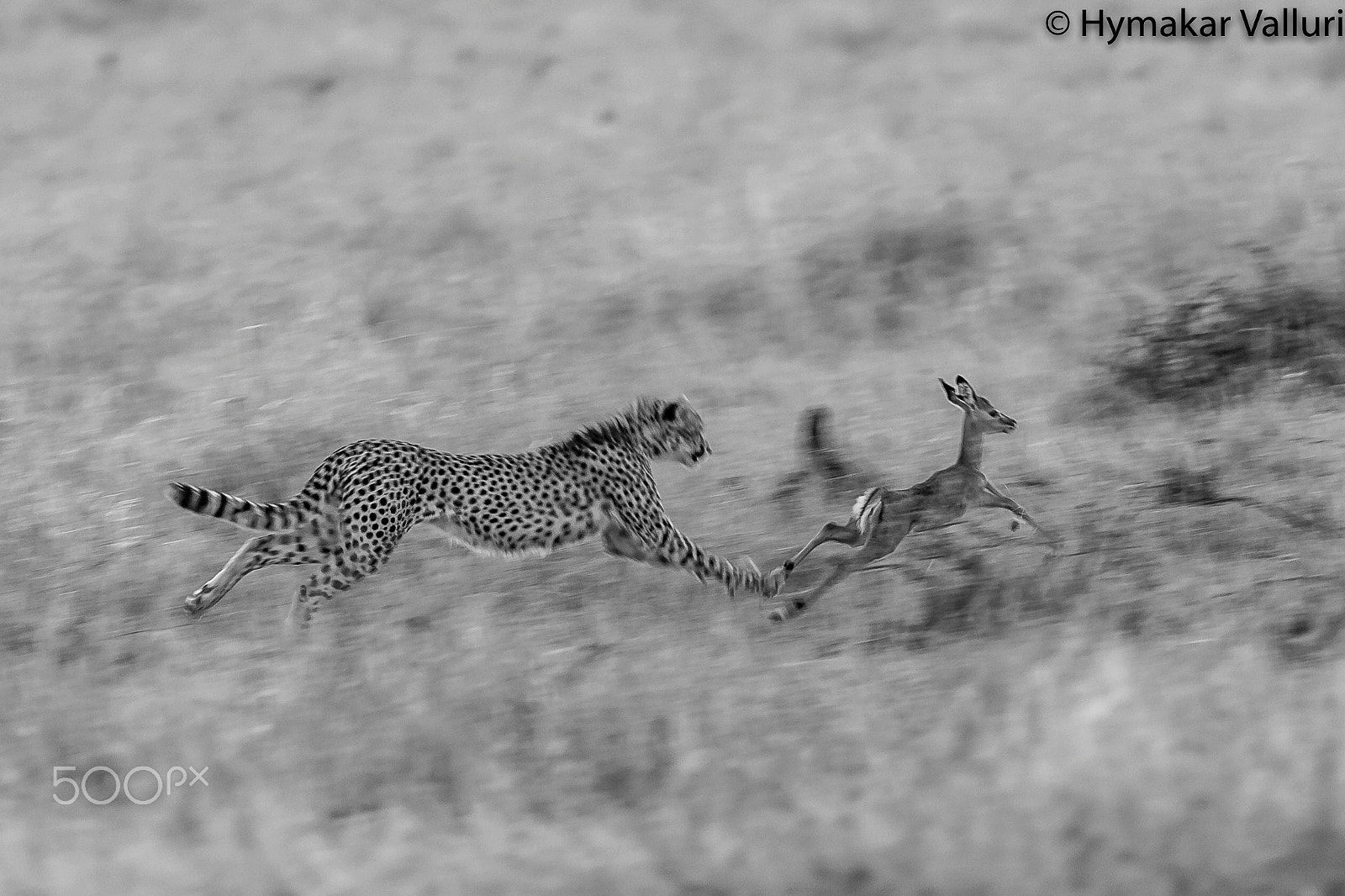 Canon EF 500mm F4L IS II USM sample photo. Cheetah chase photography