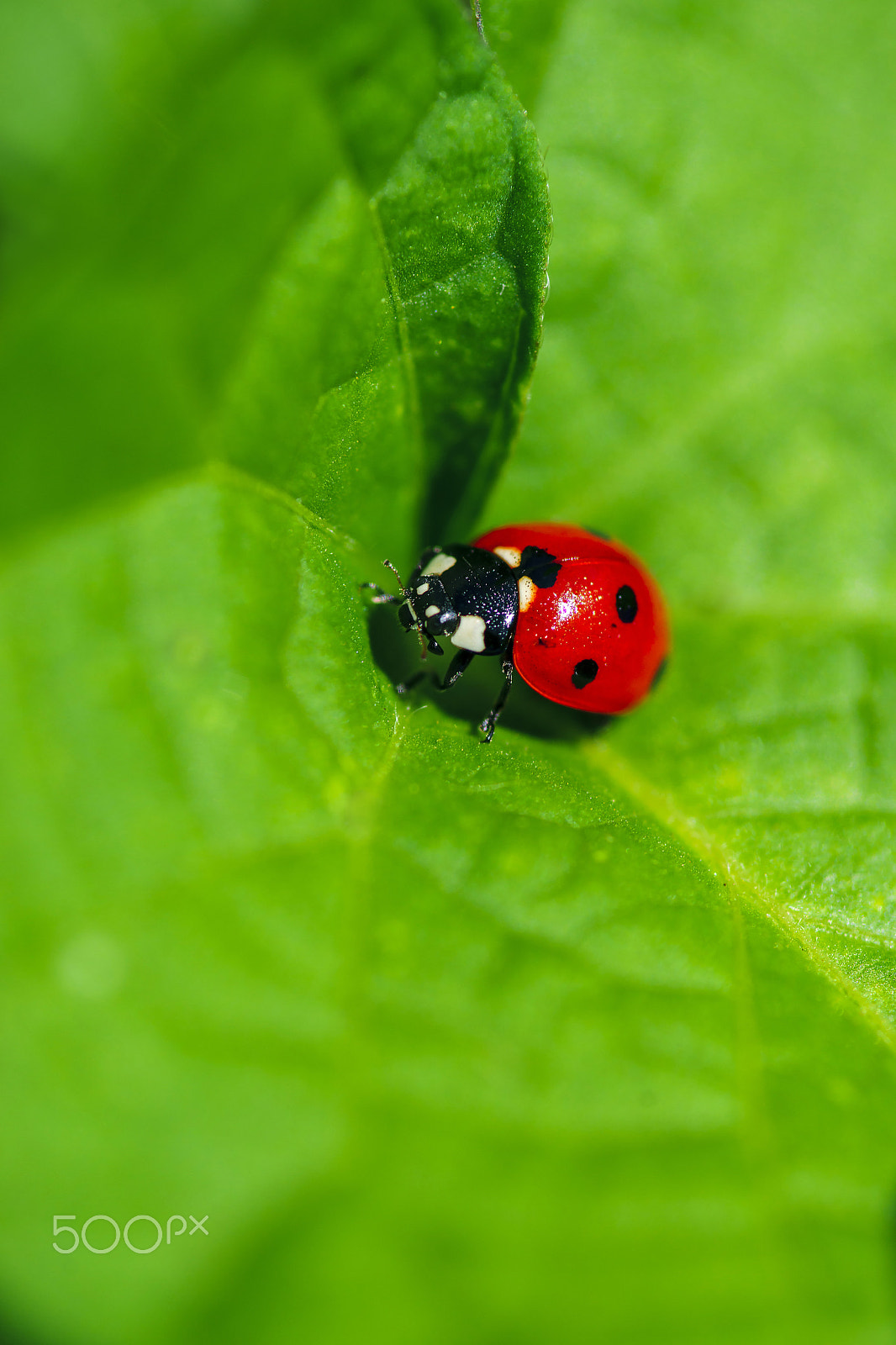 Sony Alpha DSLR-A900 + Minolta AF 100mm F2.8 Macro [New] sample photo. Ladybird photography