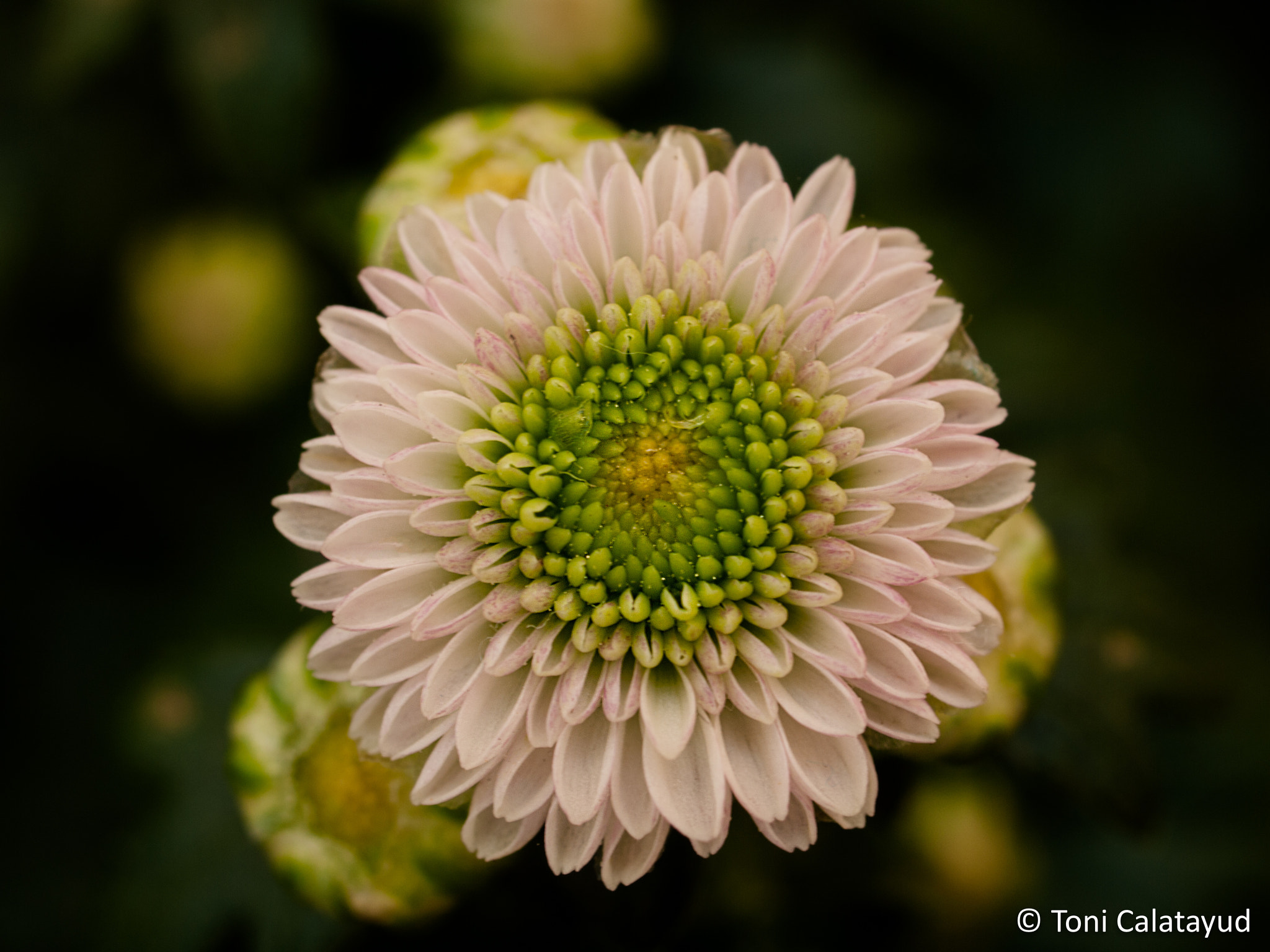 Olympus E-620 (EVOLT E-620) + OLYMPUS 35mm Lens sample photo. Chrysanthemum 3 photography