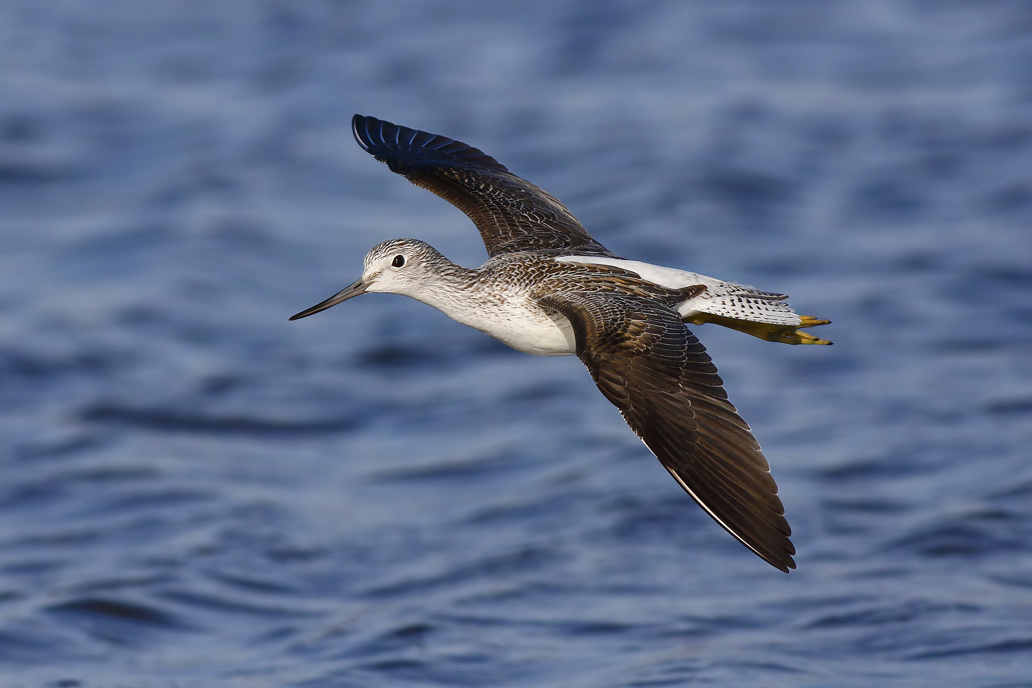 Canon EOS 7D Mark II + Canon EF 500mm f/4.5L sample photo. Greenshank photography