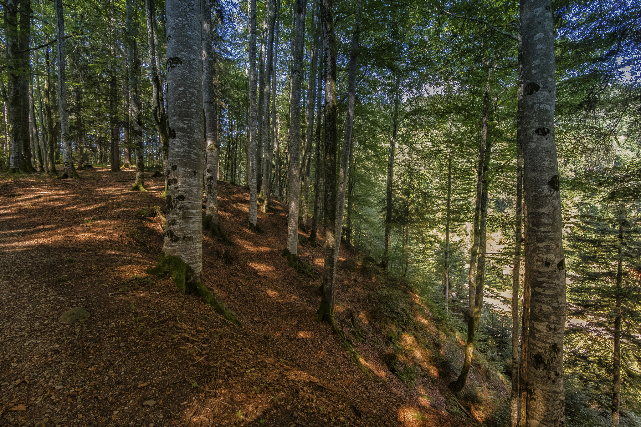 Sigma 8-16mm F4.5-5.6 DC HSM sample photo. Waldweg in den alpen photography