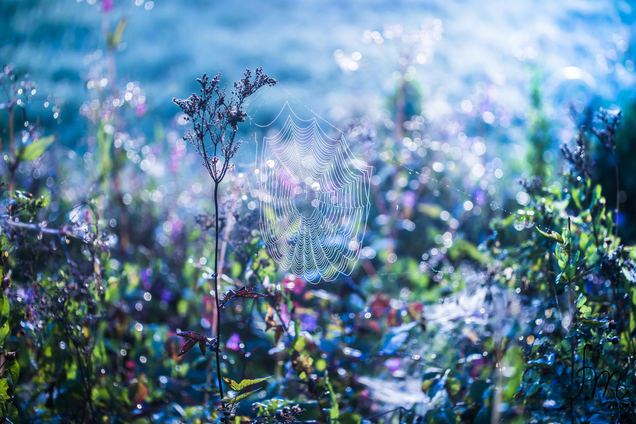 Sony a99 II + 90mm F2.8 Macro SSM sample photo. Bokeh photography